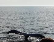 Whale watching off Briar Island