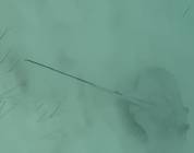 3 rd sting ray we saw in 2 weeks