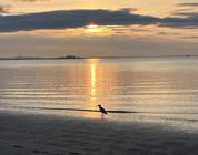 Dawn June 18 Penfield Beach Fairfield CT Black head night heron.