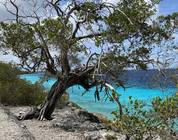 Bonaire