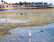 Red Sea Low tide