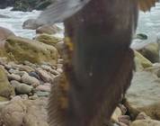 Buen día para la pesca pero cuidado te roban. Salto del fraile