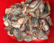 Maine clams - soon to be steamers