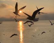 Lago Neuchatel