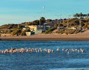 Pink Flamingos at Puerto Madryn Beach