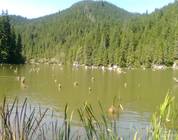 Lacul Roșu - Cheile Bicazului