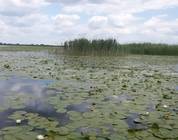 Delta Dunării