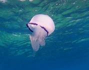Rhizostoma pulmo, commonly known as the barrel jellyfish, the dustbin-lid jellyfish
