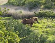 Island pony