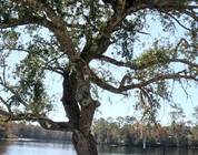 Black bear in tree Browns fish camp East Milton