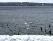 Colpoys bay Wiarton