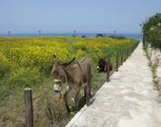 La Plage, Latchi