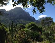 Kirstenbosch