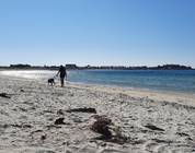 Les plages du Guilvinec  avec des chiens qui crottent sur les plages. Pas de controls!